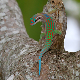 Ornate Day Gecko